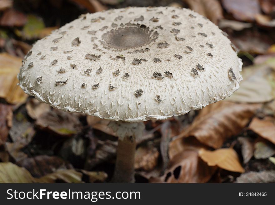 White mushroom on a bed of autumn leaves