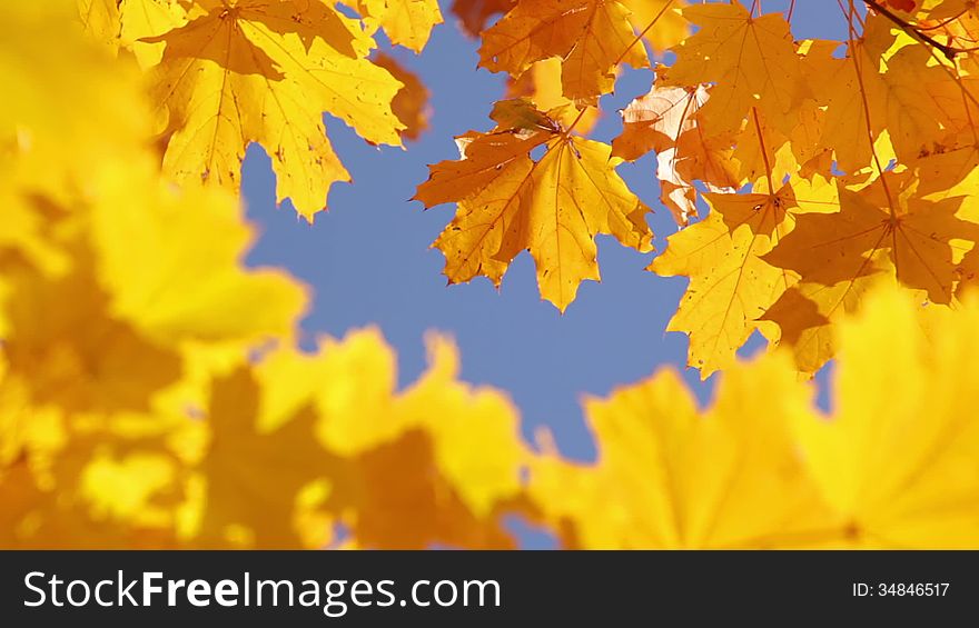 Autumn. Bright blue sky. Yellow maple leaves. Autumn. Bright blue sky. Yellow maple leaves