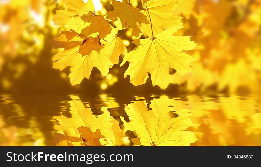 Autumn. Sunny day. Maple leaves reflected in the water. Autumn. Sunny day. Maple leaves reflected in the water.
