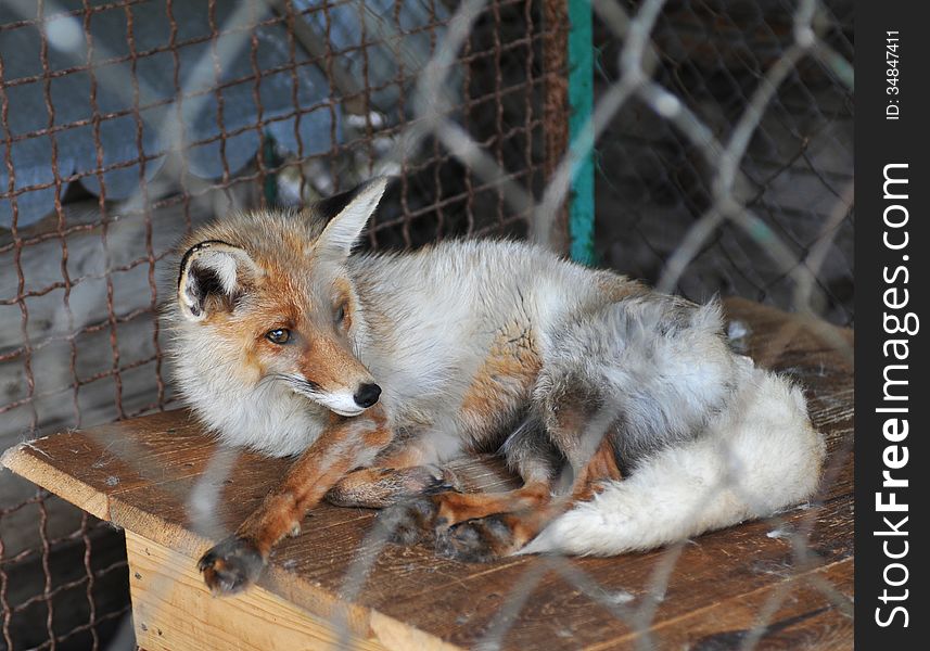 Lying grey fox in cage in zoo. Lying grey fox in cage in zoo