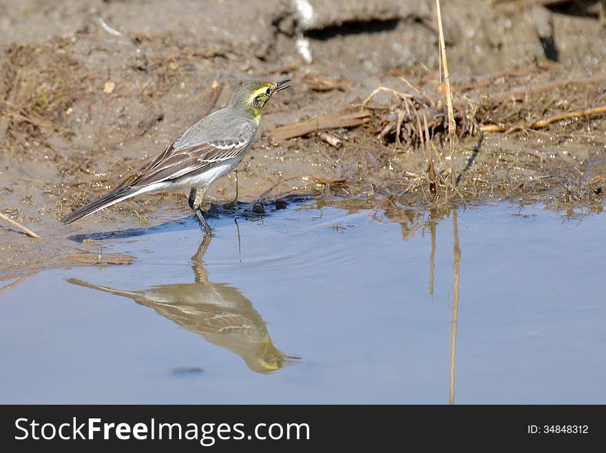 Citrine Wagtail(Motacilla citreola) are winter visitors in Central, Eastern and Western parts of India. They breed in Himalayas and migrates towards lower parts of India during winter months.