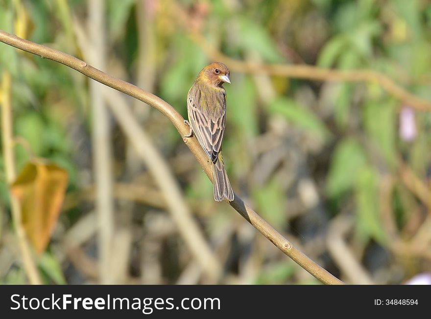 Red-headed Buntings (Emberiza bruniceps) are winter visitors in Central India including Indore, Madhya Pradesh. They can be seen around Agricultural Fields and Farms. Specially Wheat and Cereal Crops.