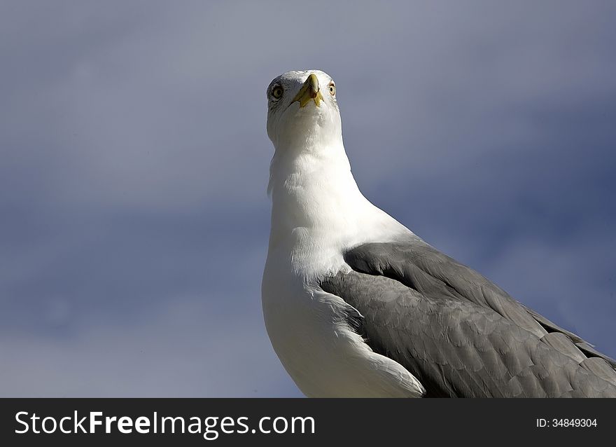 Yellow legged Gull, Larus michahellis, Estepona, Spain