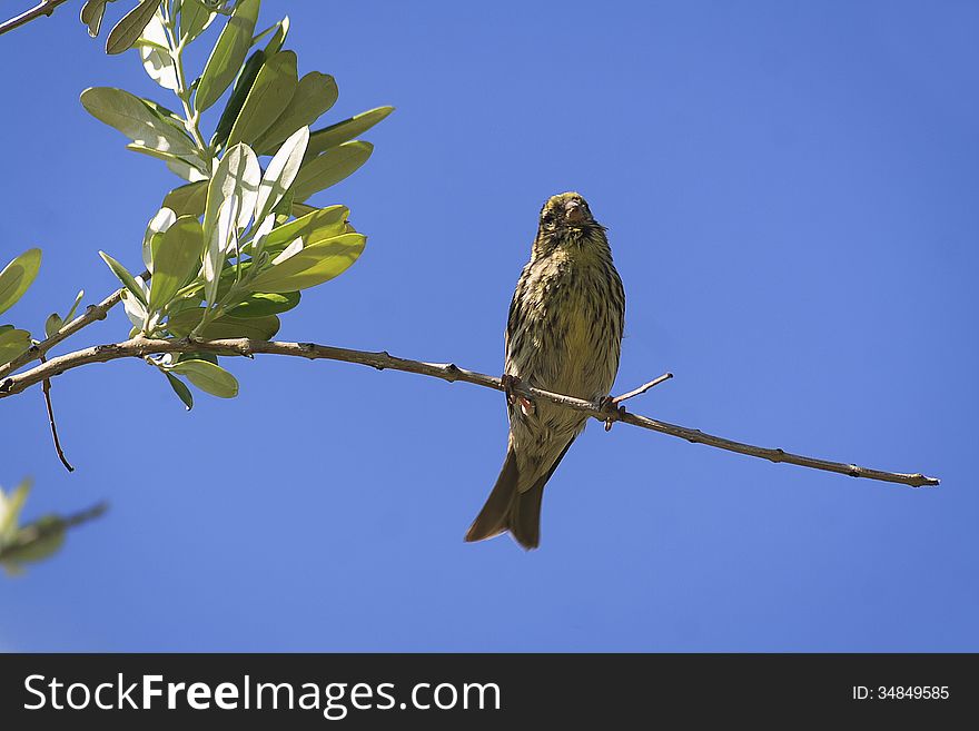 Serinus serinus, Small Bird, about 11-15 cm in size. With a short beak and tail undercut, also called 'chamarin' or 'verdecillo'