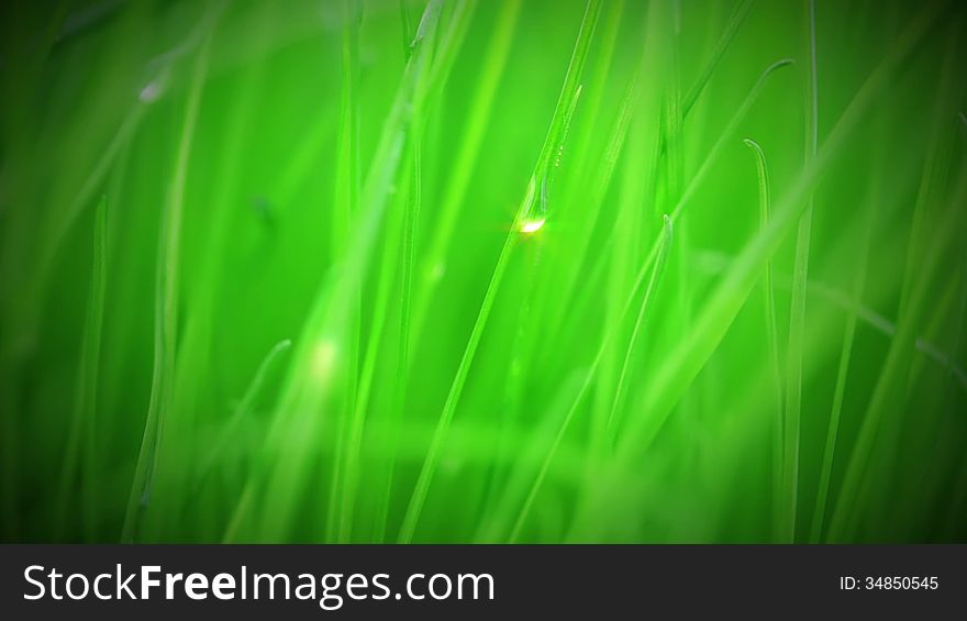 Fresh grass close up. Drops of water are creeping on stems and shining in the sun. Fresh grass close up. Drops of water are creeping on stems and shining in the sun