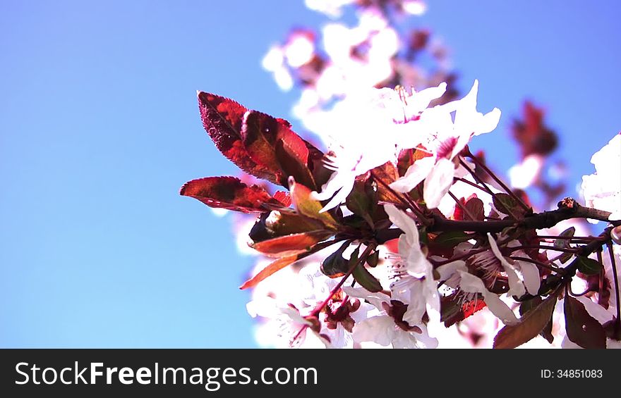 Clear blue sky. Bright sunlight. Branch with white cherry blossom close-up