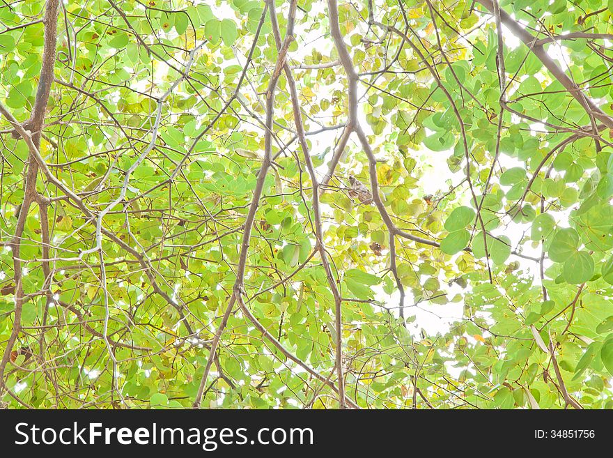 Green leaves