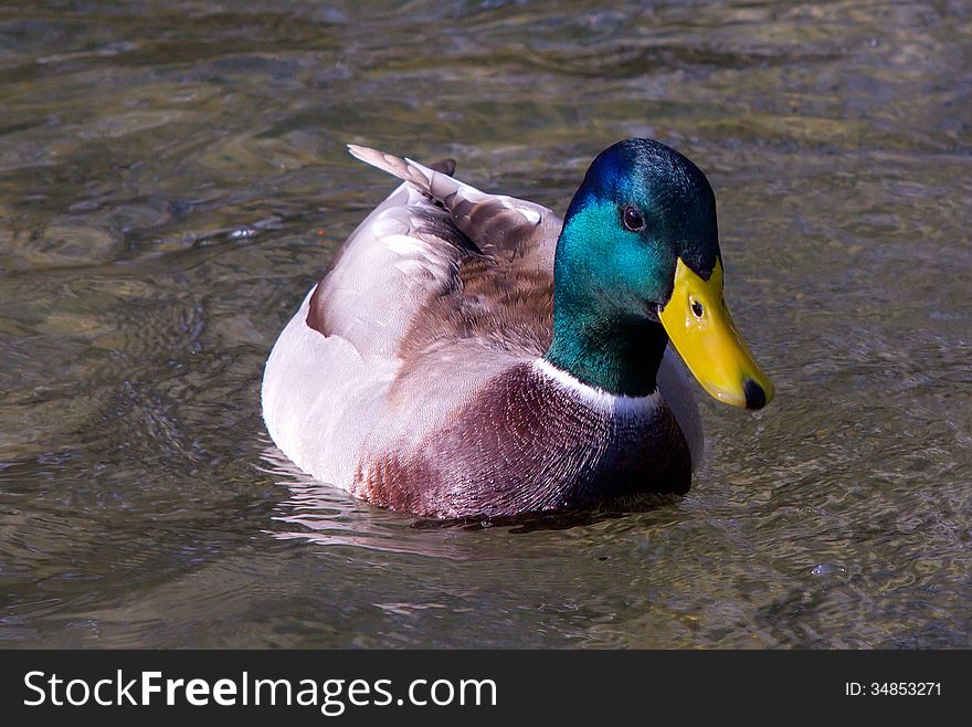 Duck swimming in wavy water. Duck swimming in wavy water