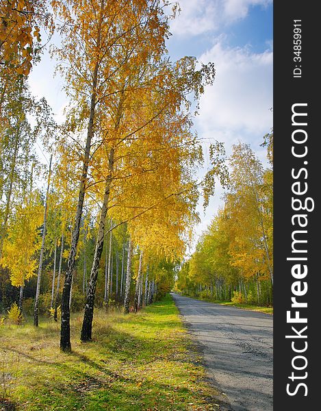 Alley in the forest park area. Osennyayaya weather, yellowed leaves, sunny weather, lonely passers