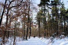 Recreation In Winter Forest Royalty Free Stock Photography Recreation In Winter Forest Royalty Free Stock Photography