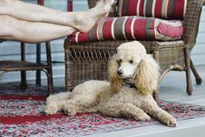 Relaxing On A Dog Day Afternooon Royalty Free Stock Photo