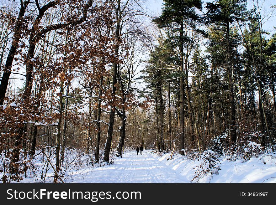 Recreation In Winter Forest