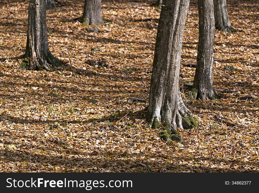 Forest detail in Autumn