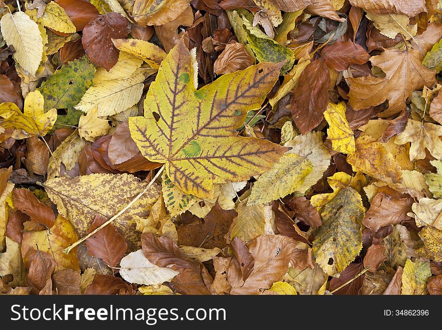 Beautiful Autumn leaves close-up in the forest