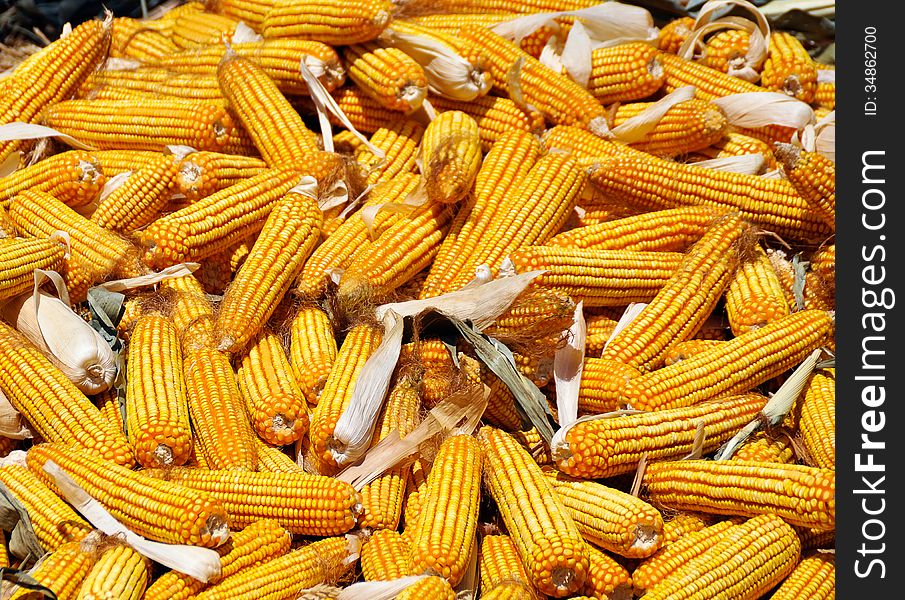 Yellow ripe corn collected in autumn. Yellow ripe corn collected in autumn