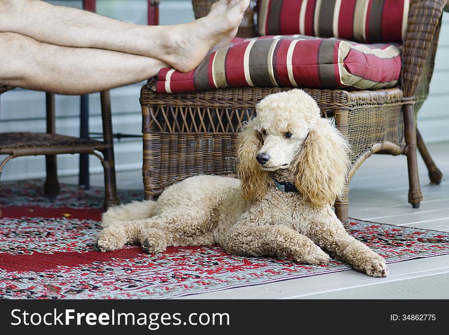 Relaxing on the veranda with the dog at your feet is the only way to go on a hot August afternoon. Relaxing on the veranda with the dog at your feet is the only way to go on a hot August afternoon.