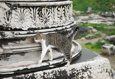 Cat In Ephesus Stock Image