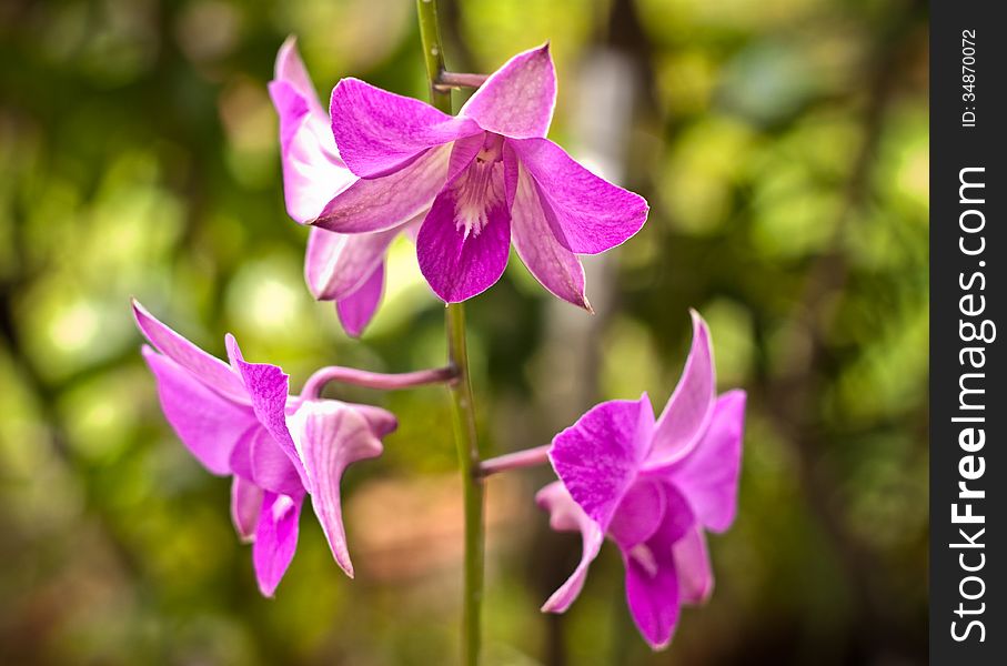Purple orchid in a garden background