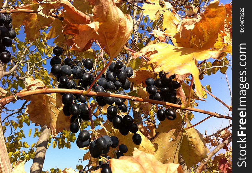 Georgian sort late ripening black grapes Aladasturi. photo by mobile phone