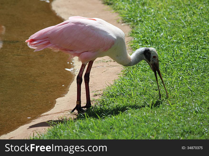 African Spoonbill near the pond