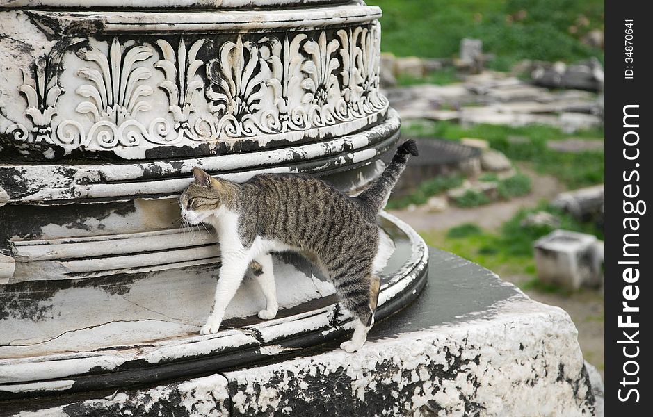 Cat on a ruin of an ancient greek town Ephesus. Cat on a ruin of an ancient greek town Ephesus