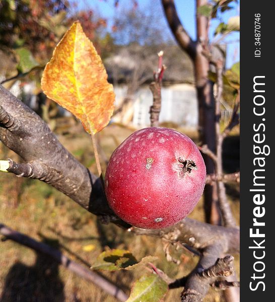 Red apple on a branch with dry leafs