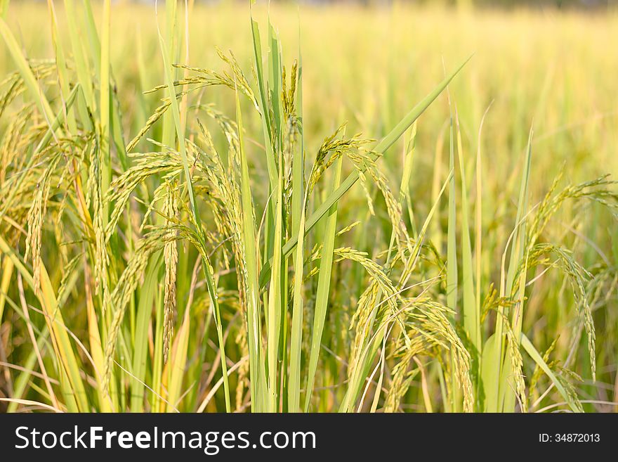 Rice production in Thailand is rice exporter in the world. Thailand's rice is the staple food. Rice production in Thailand is rice exporter in the world. Thailand's rice is the staple food