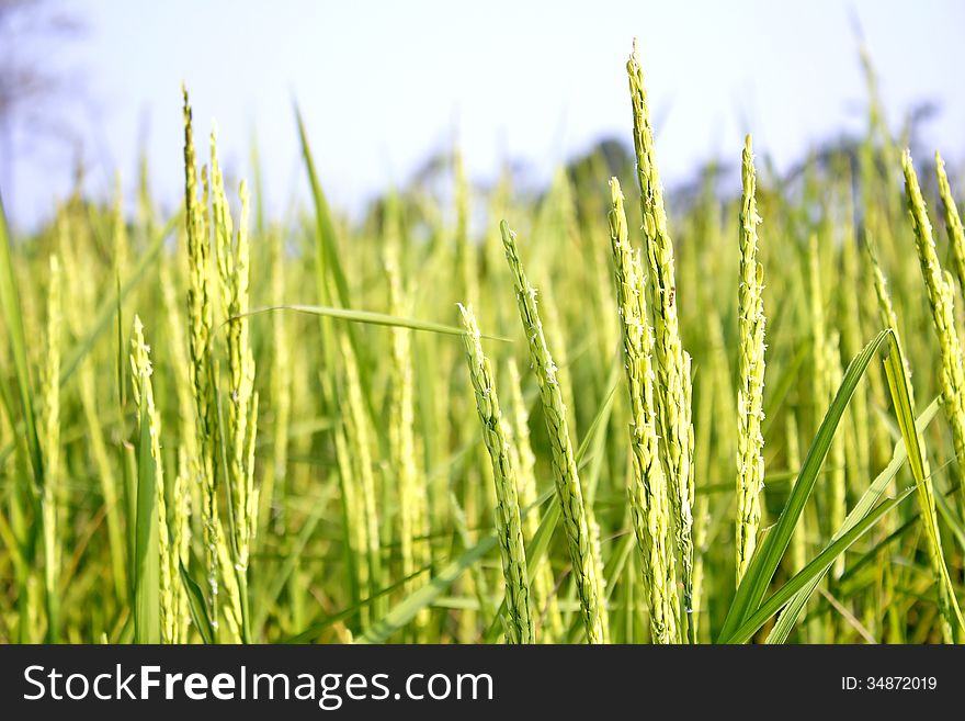 Rice production in Thailand is rice exporter in the world. Thailand's rice is the staple food. Rice production in Thailand is rice exporter in the world. Thailand's rice is the staple food