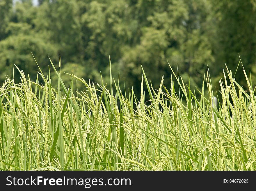 Rice grain