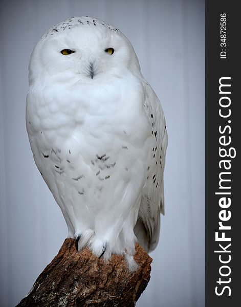 A snow owl at the zoo in Antwerp.