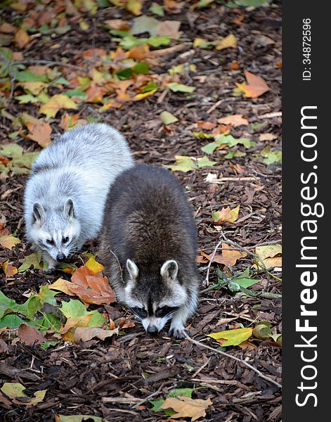 Two raccoons at the zoo in Antwerp.