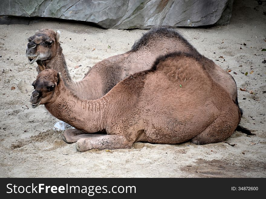 Two camels at the zoo in Antwerp.