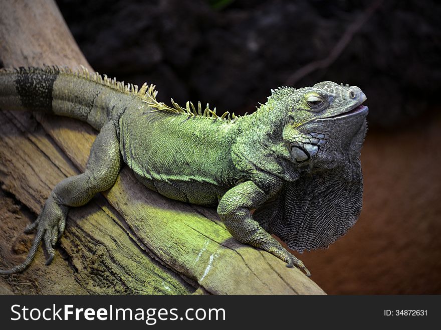 A reptile at the zoo in Antwerp