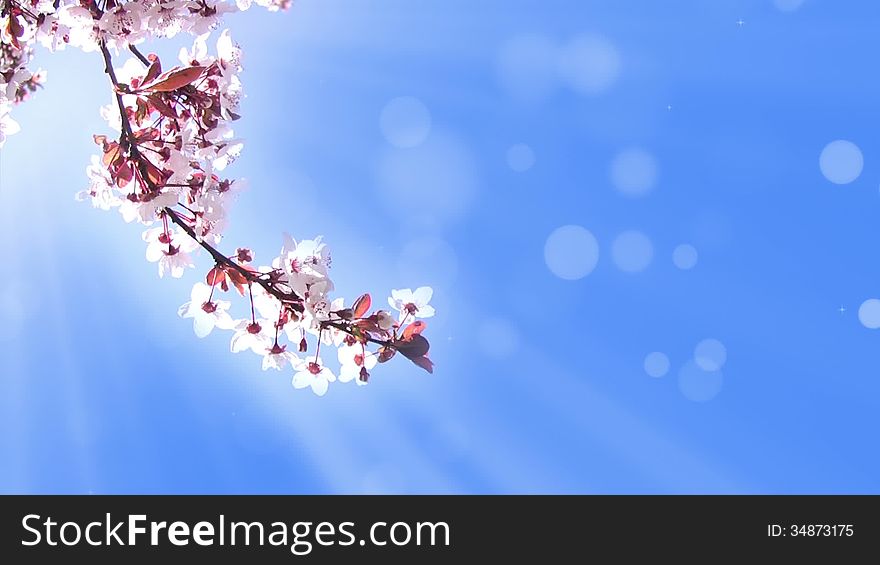 Pale blue moving abstract background. The branch with white cherry blossom trembling in the wind. Pale blue moving abstract background. The branch with white cherry blossom trembling in the wind