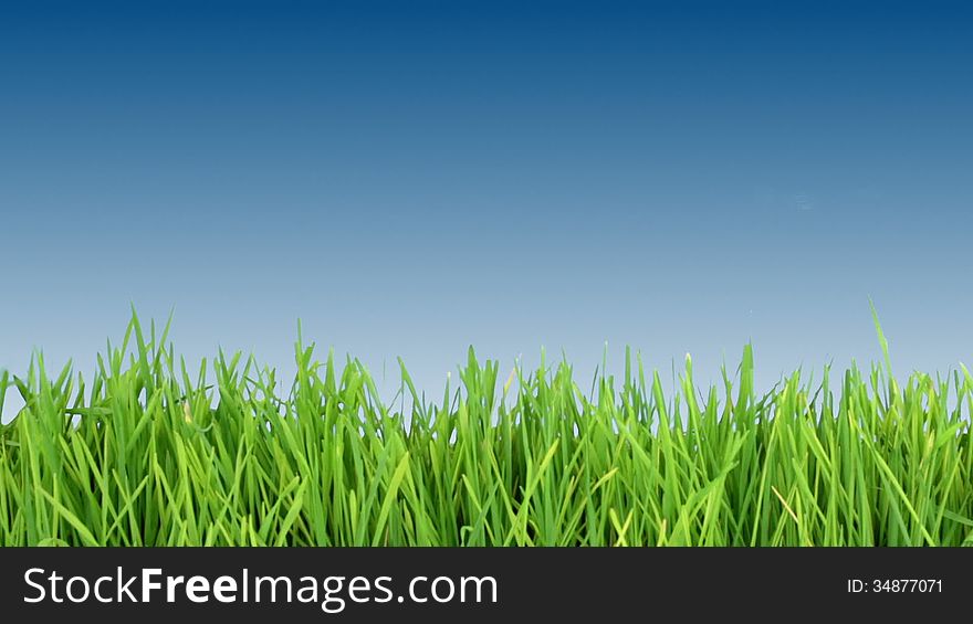 Sky-blue background. Young green grass. Men's hand in a white shirt, mows the grass with scissors. Sky-blue background. Young green grass. Men's hand in a white shirt, mows the grass with scissors