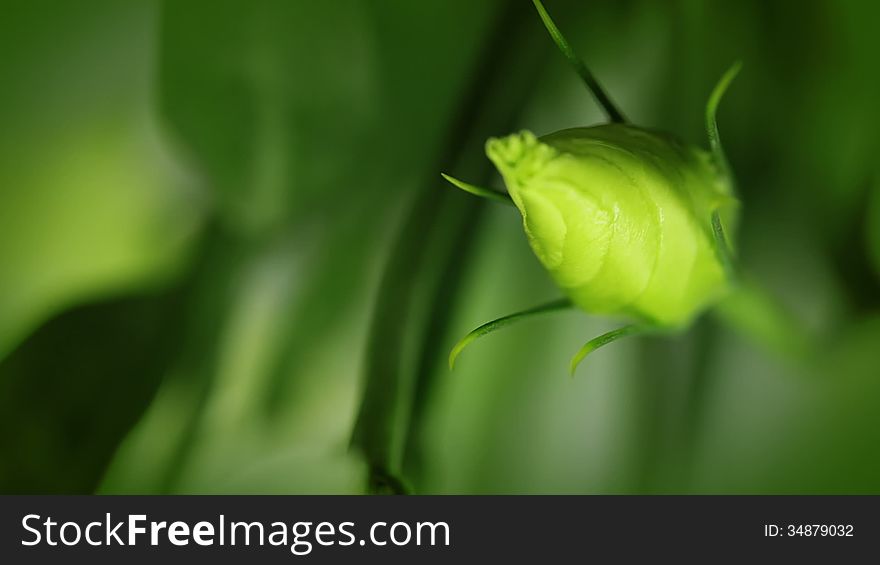 Background without focus. Young green bud and delicate white flower. Background without focus. Young green bud and delicate white flower