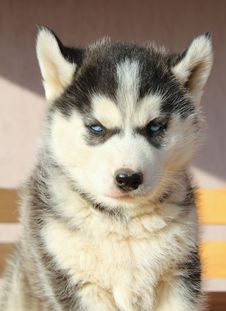 Portrait Of Husky Puppy Royalty Free Stock Photography