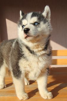 Portrait Of Husky Puppy Royalty Free Stock Image