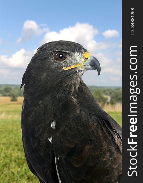 Portrait of falcon outdoors in profile view