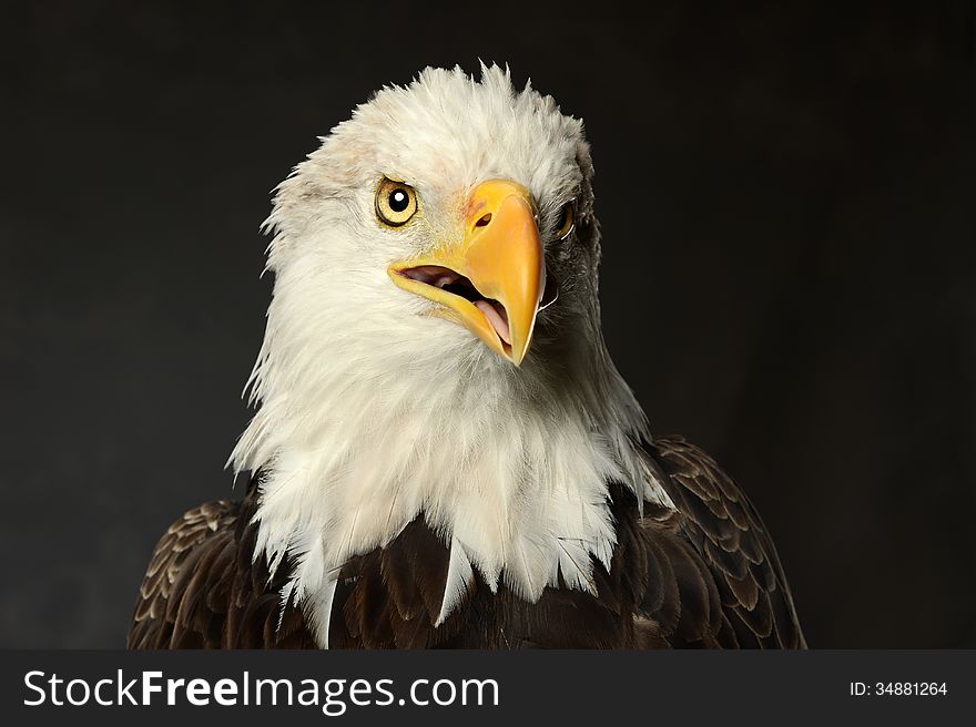 Studio portrait of bald eagle over dark background
