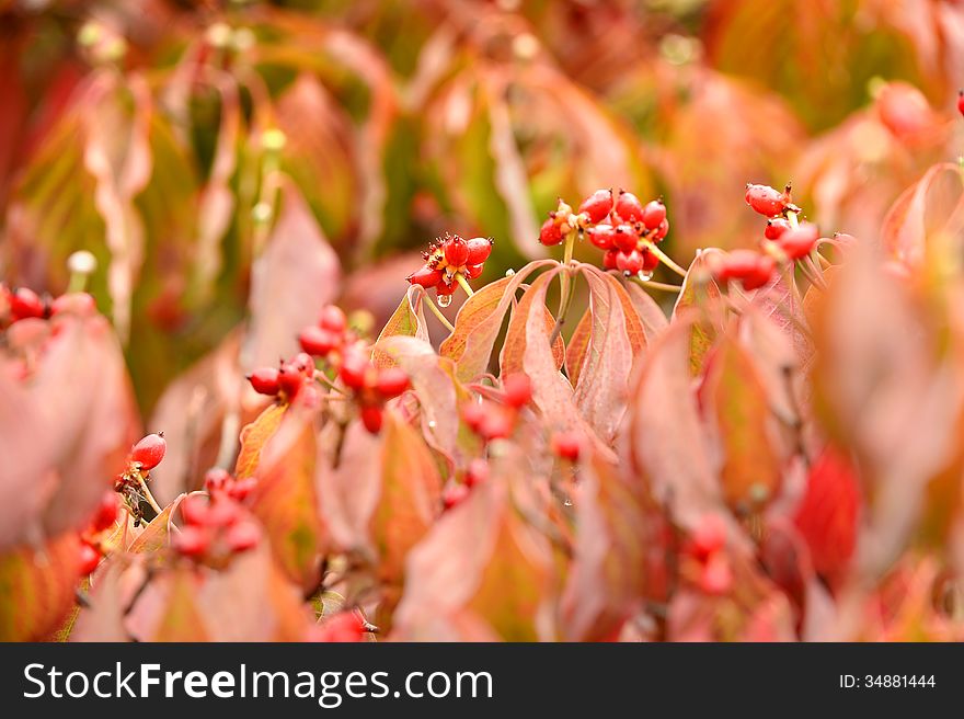 Dogwood Tree Leaves In Early Fall