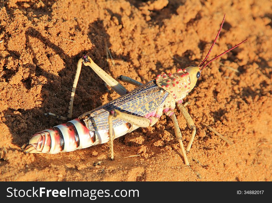 A red-striped Wood eating Grasshopper poses for a photograph in the wilds of Africa. A red-striped Wood eating Grasshopper poses for a photograph in the wilds of Africa.