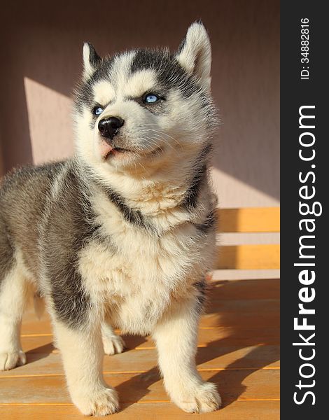 Portrait of husky puppy close-up