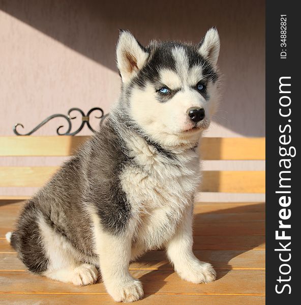 Portrait of husky puppy close-up