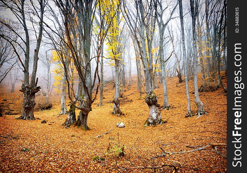 Bright yellow leaves in the fairy autumn forest