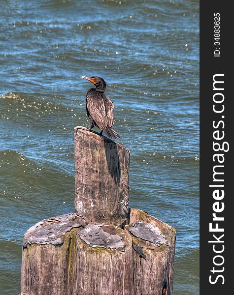 Black cormorant resting sitting on a wooden post in the open ocean