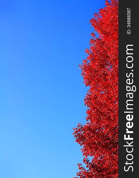 Bright red Autumn leaves against bright blue. Copy space. Can be flipped or turned if needed. Bright red Autumn leaves against bright blue. Copy space. Can be flipped or turned if needed