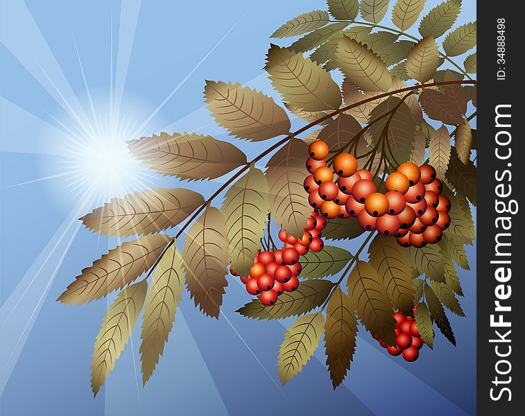 Illustration with cluster of mountain ash against clear cloudless sky