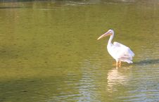 A Swan In The Lake Royalty Free Stock Image
