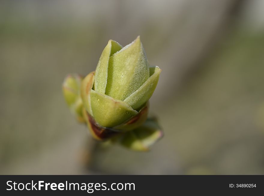 Young and tender Lilac leaf bud up close